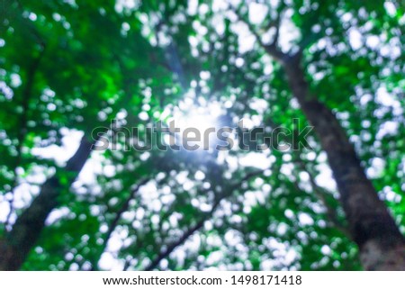 Blur tree in forest. bokeh background