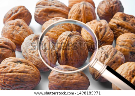 Quality control about walnuts - HACCP (Hazard Analyses and Critical Control Points) concept image with walnuts seen through a magnifying glass.