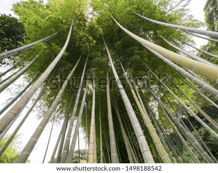 Picture Japan forest bamboo tree