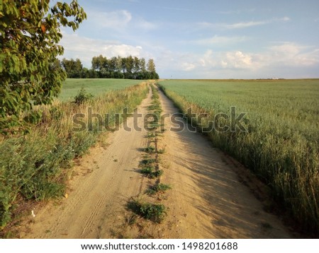 dirt road between green fields