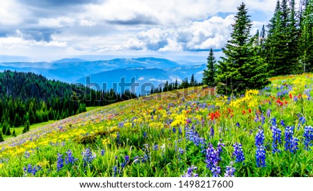 Hiking through the alpine meadows filled with abundant wildflowers. On Tod Mountain at the alpine village of Sun Peaks in the Shuswap Highlands of the Okanagen region in British Columbia, Canada Royalty-Free Stock Photo #1498217600