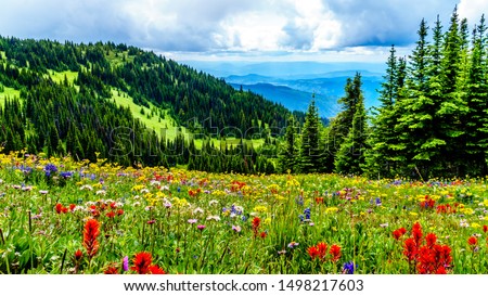 Hiking through the alpine meadows filled with abundant wildflowers. On Tod Mountain at the alpine village of Sun Peaks in the Shuswap Highlands of the Okanagen region in British Columbia, Canada Royalty-Free Stock Photo #1498217603