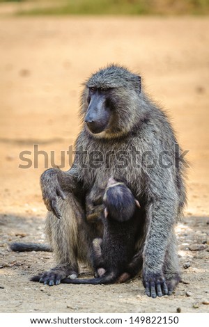 Baboon mother and its baby