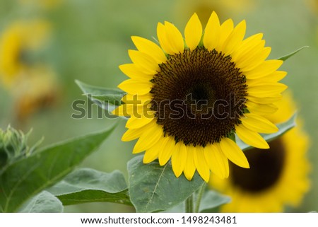 Sunflower is a very beautiful flower