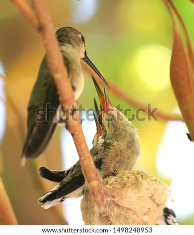 A mama Anna's hummingbird feeding a young one (almost ready to fledge) on the nest.