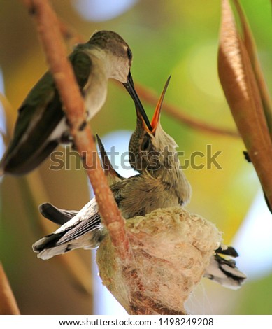 Mama Anna's hummingbird feeding an almost fledgling baby
