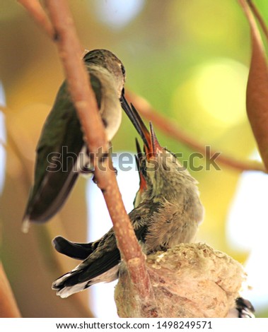 A mama Anna's hummingbird feeding her almost ready to fledge baby