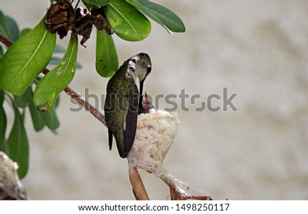 A mama Anna's hummingbird feeding her tiny babies in the nest