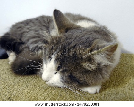 Sweet Fluffy Gray and White Cat sleeping