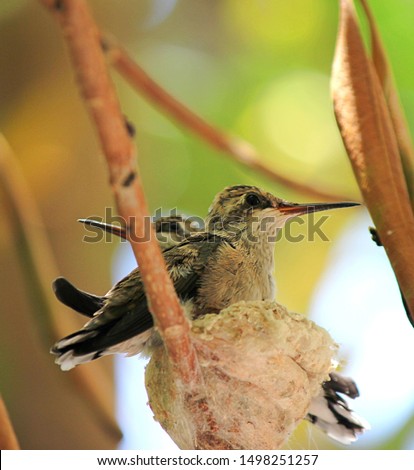 Two baby Anna's hummingbirds almost too big for the spider web nest and ready to fledge