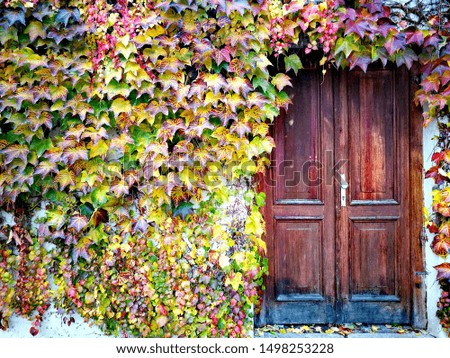 Brown wooden door covered by colorful autumn tree