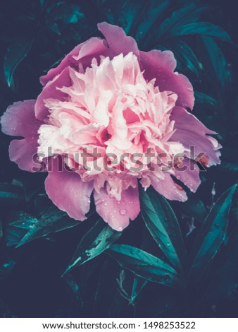 beautiful blooming peonies with dewdrops