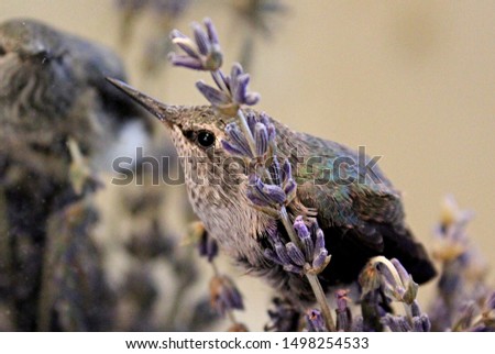 Rescued baby Anna's hummingbird perched on a lavender sprig, looking at her reflection in the bathroom mirror