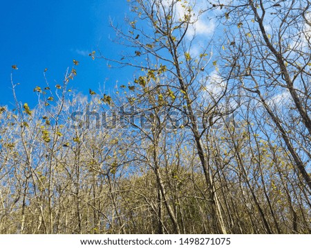 natural landscape of trees and blue sky