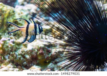 pterapogon kauderni - Banggai cardinalfish - saltwater fish