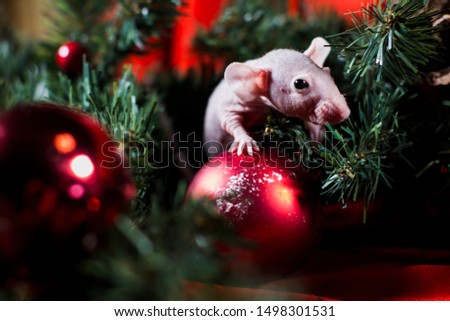 Rat close-up in the interior of the new year 2020