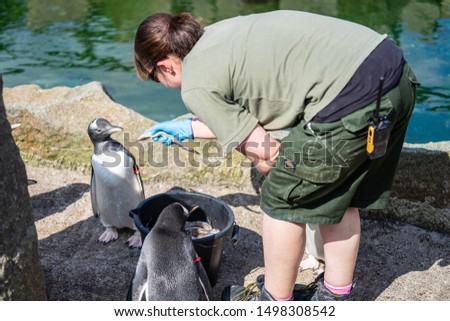 The woman feeds penguins.The gentoo penguin Pygoscelis papua is a penguin species in the genus Pygoscelis