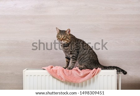 Cute tabby cat on heating radiator with plaid near light wooden wall
