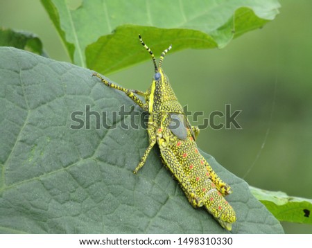 Green grasshopper is sitting on a leaf, Great green Locusts