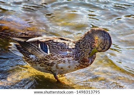 Duck near shore in the water on sunny day