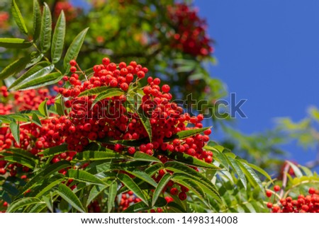 Beautiful red rowan on the branch with leaves. Autumn berries.