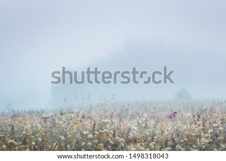 Foggy morning at beautiful landscape view with high wild grass meadow and haystack in front of forest silhouette. Dreamy landscape.