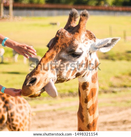 Pictures of Giraffes, pretty funny.