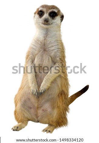 Portrait of a small, fluffy and cute meerkat