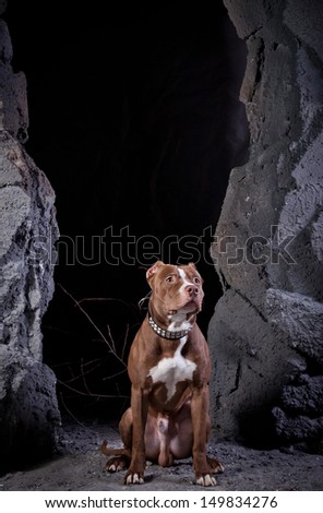 Dog in a cave decorations