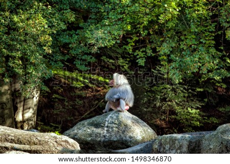 A big baboon sitting on a rock in jungle.