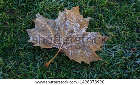 A picture of a frozen leaf