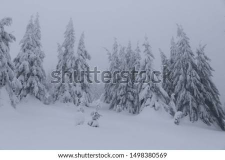 Snow covered fir trees on the background of mountain peaks. Panoramic view of the picturesque snowy winter landscape.