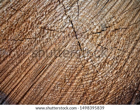 Tree and log texture and background