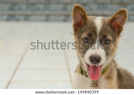 Adorable smiling of puppy Thailand
