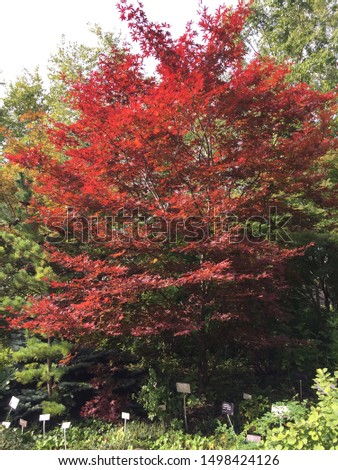 A beautiful red maple tree in a forest of green trees.