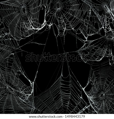 Real spooky spider webs hanging together to make a frame. Halloween background. Royalty-Free Stock Photo #1498443179