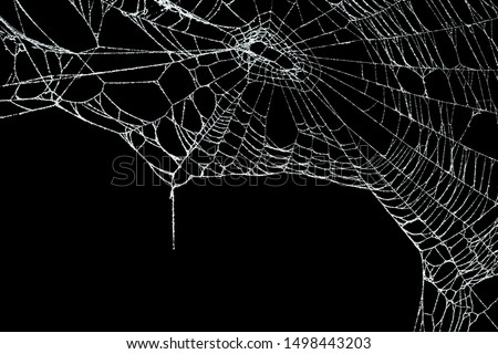 Real frost covered spider web isolated on black Royalty-Free Stock Photo #1498443203