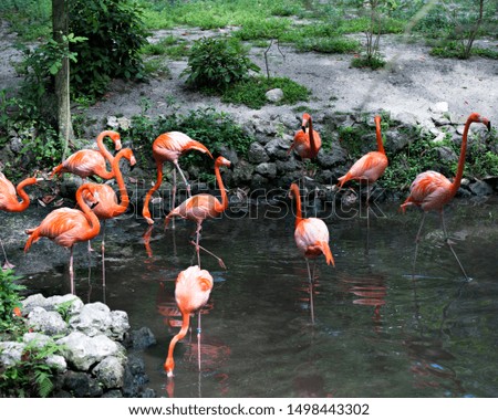 Flamingo bird in colony in their surrounding.