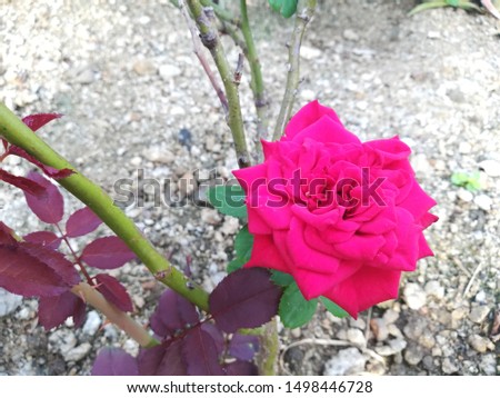 Garden beautiful rose morning flower 