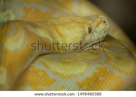 Rare exotic albino phyton snake 