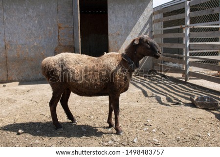 lamb for muslim holiday kurban ait, sacrifice. Sheep on farm