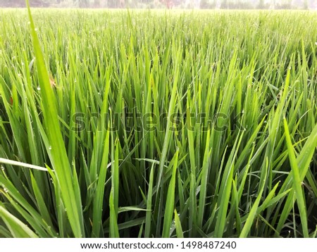 rice fields in the morning. dewy rice plants in the morning.blur photo. not in focus.