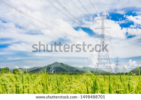 Rice Field and blue sky