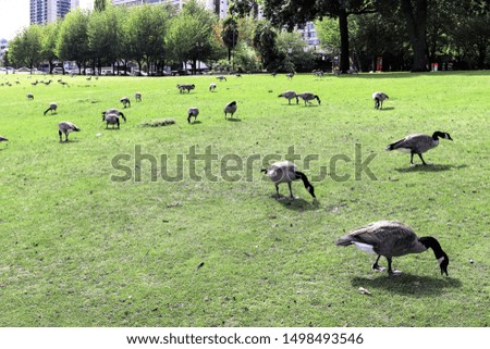 Geese Foraging at Waterfront Park Portland Oregon