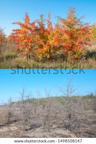 Seasons fall and early spring. View of three wild pear trees growing in a meadow