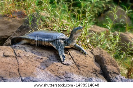 Indian Softshell Turtle aka Gangetic Softshell turtle, Nilssonia gangetica, sun bathing on a rock on the bank of Mahanadi River, with copy space Royalty-Free Stock Photo #1498514048