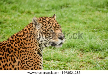 Jaguar endanger species- The leader