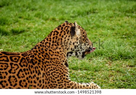 Jaguar endanger species- The leader