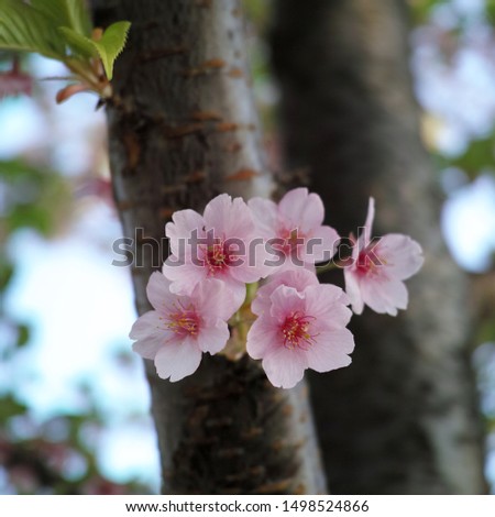 Sakura flower with trunk of tree