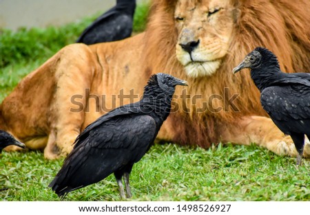 The Lion King with black Vulture